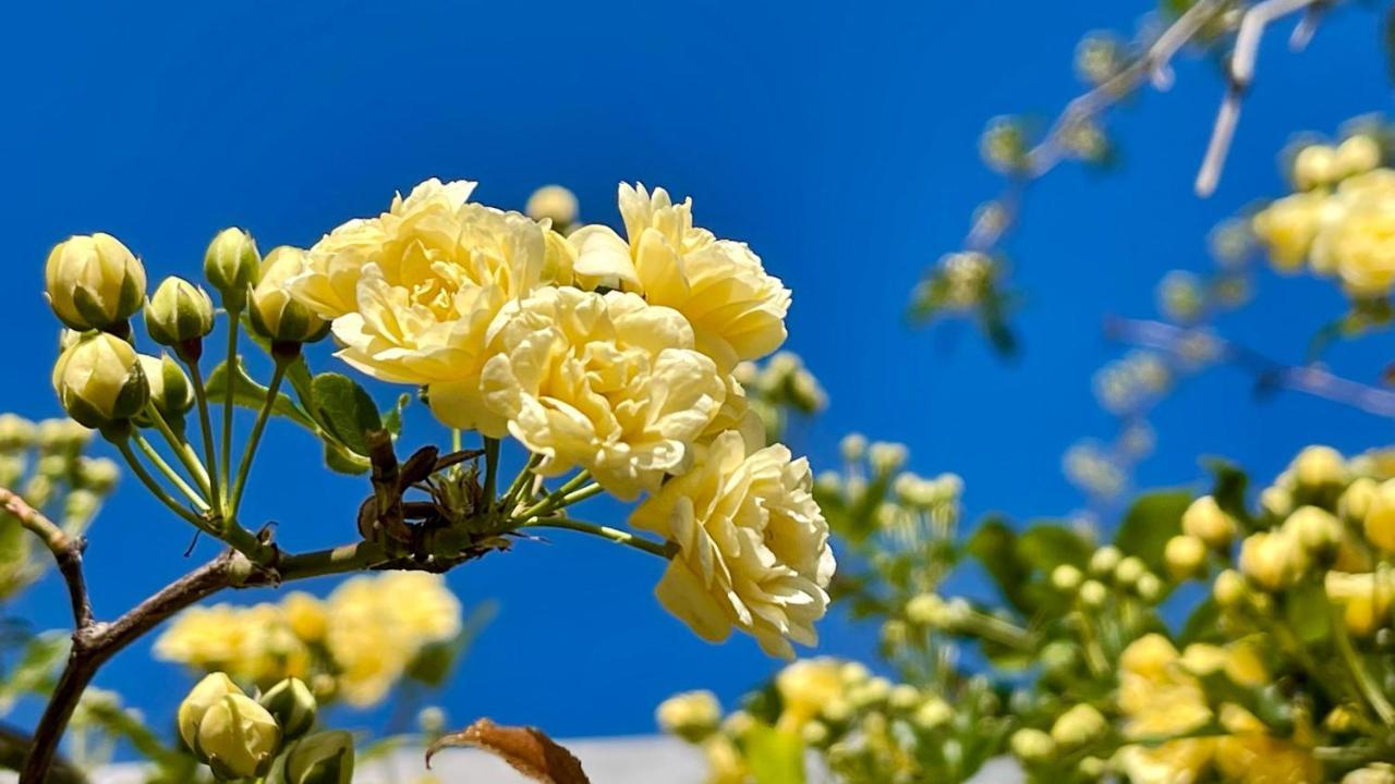 L'Intemporel سا سيرْ سور مير المظهر الخارجي الصورة